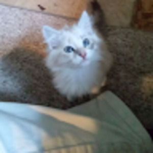 Meet your Posher, Alana